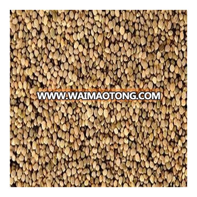 Top Quality Guar Seeds for Sale